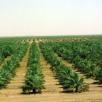 مواعيد الزراعة في السعودية 2023