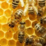 كم معدل عمر النحلة بالاشهر؟