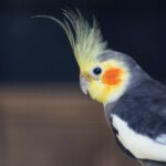 لماذا يصرخ طائر الكوكتيل؟