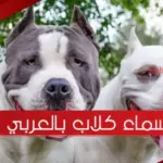 اسماء كلاب بالعربي ذكور وإناث 2023 حديثة
