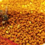 تجربتي مع غذاء ملكات النحل للحمل