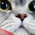 3 اسباب وراء تغير شكل عيون القطط